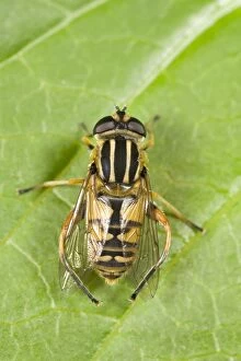 Hoverfly - resting on leaf