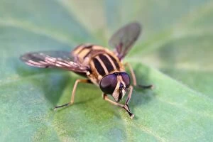 Flies Gallery: Hoverfly resting on leaf, Norfolk UK