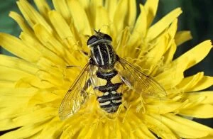 Images Dated 15th May 2008: Hoverfly / Sunfly