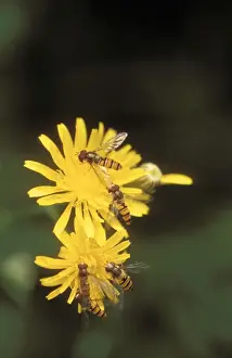 Hoverflies Prints: Hoverfly On yellow flowers