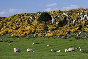 Howick Scar - flowering gorse in spring-time, south of Craster on the coast Howick Scar - flowering gorse in spring-time, south of Craster on the coast