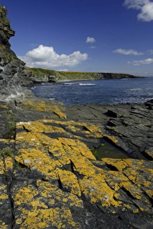 Howick Scar - lichen covered rocks on coastline, south of Craster Howick Scar - lichen covered rocks on coastline, south of Craster