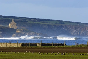 Images Dated 23rd October 2006: Howick Scar - view of scar from Boulmer, in foreground flock of resting curlew, autumn