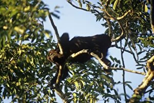 Images Dated 21st June 2007: Howler Monkey Belize