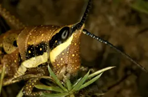 Grasshoppers Prints: HRD01285