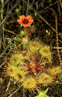Sundew Prints: HRD01318