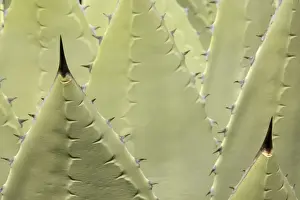 Huachuca Agave - Found in southwest Arizona, New Mexico and northern Mexico