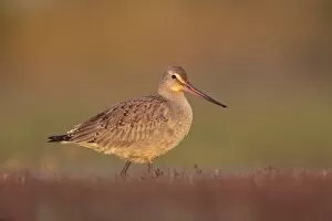 Images Dated 19th October 2009: Hudsonian Godwit - first winter Non-breeding plumage - November in CT. USA