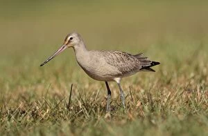 Images Dated 18th October 2009: Hudsonian Godwit - first winter Non-breeding plumage