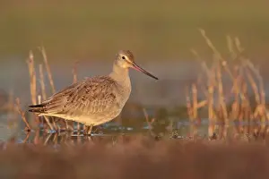 Hudsonian Godwit - first winter Non-breeding plumage - November in CT. USA