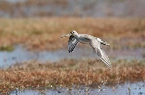 Images Dated 18th October 2009: Hudsonian Godwit - in flight