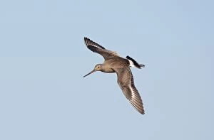 Hudsonian Godwit - in flight -first winter Non-breeding