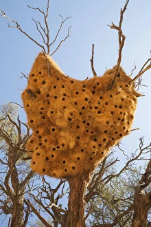 Acacia Erioloba Gallery: Huge communal nest of Sociable Weavers with its