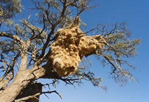 Images Dated 22nd March 2008: Huge communal nest of Sociable Weavers in a Camelthorn