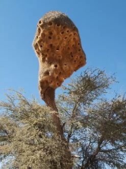 Camelthorn Gallery: Huge communal nest of Sociable Weavers - in a Camelthorn