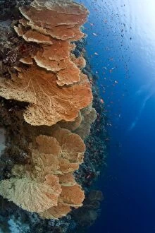 Images Dated 1st July 2009: Huge Gorgonian Sea Fans - Jackson Reef - Tiran - Egypt