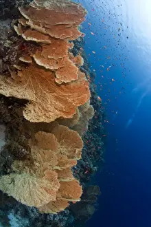 Egypt Prints: Huge Gorgonian Sea Fans - Jackson Reef - Tiran - Egypt