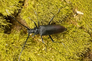Images Dated 13th June 2008: Huge longhorn beetle (Cerambyx cerdo) - largest beetle in Europe. Wood-boring larvae, in oak