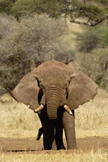 Africana Gallery: Huge male African Elephantn loxodonta, Tarangire