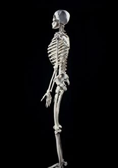 Human skeleton - body structure - full body side view