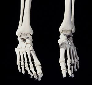 Human skeleton - body structure - Feet