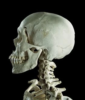 Human skeleton - body structure - skull and Vertebrae