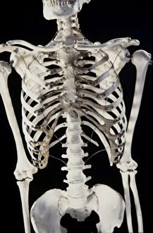 Backbone Gallery: Human skeleton - body structure - upper body bone
