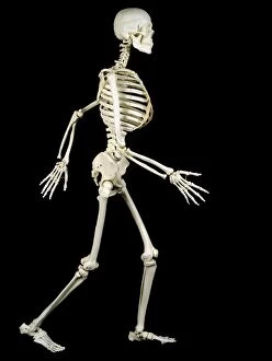 Human Skeleton - side view