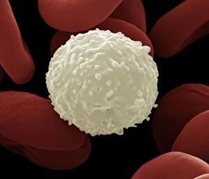 Cell Gallery: Human White and Red Blood Cells