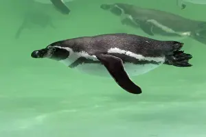 Humboldt Penguin - swimming under water, Lower Saxony, Germany