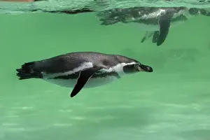 Humboldt Penguin - swimming under water, Lower Saxony, Germany