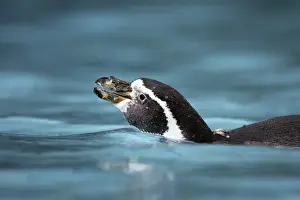 Humboldt Penguin - in water
