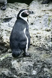 Humboldt Penguin WW 3801 Spheniscus humboldti © Wardene Weisser / ardea. com