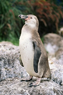 Images Dated 7th April 2009: Humboldt / Peruvian Penguin - juvenile