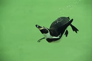 Humboldt / Peruvian PENGUIN - swimming