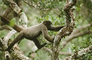 Humboldt s Woolly / Brown-headed MONKEY - In canopy