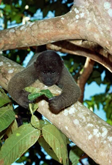 Images Dated 6th October 2009: Humboldts Woolly / Brown-headed MONKEY - in tree, holding leaf