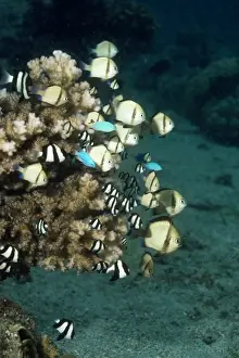 Humbug Prints: Humbug - Dascyllus aruanus & Dascyllus reticulatus Indo Pacific, Papua New Guinea
