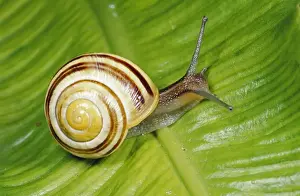 Mollusc Prints: Humbug Snail - on green leaf, UK