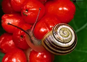 Mollusc Prints: Humbug snail On red berries of Lords and Ladies plant Clear tentacles and eyes Reading garden