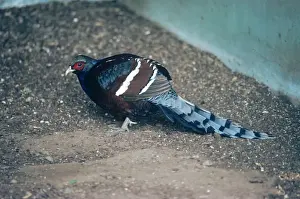 Bar Tailed Prints: Hume's bar-tailed pheasant - male