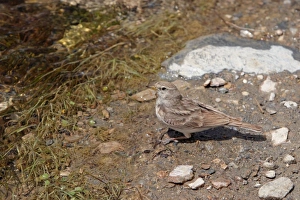 Images Dated 7th August 2005: Hume's Short-toed Lark, Ladakh, India