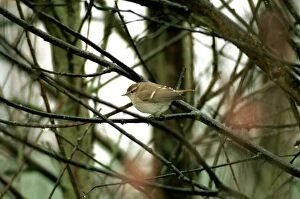 Humes Yellow-browed / Humes Leaf Warbler