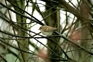 Humes Yellow-browed Warbler Brighton, UK