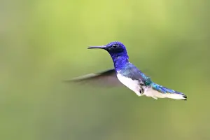 Venezuela Prints: Humminbird - White-necked Jacobin. Bolivar State - Venezuela