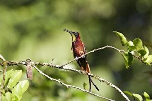 Hummingbird - Crimson topaz
