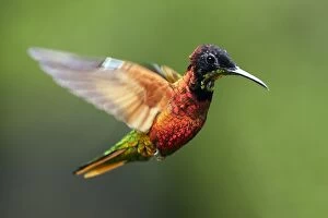 Hummingbird - Crimson Topaz - male