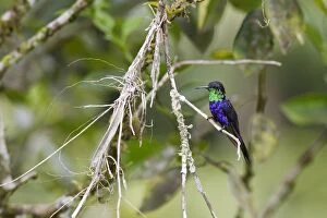 Hummingbird - Fork-tailed Woodnymph - male