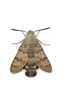 Images Dated 23rd September 2014: Hummingbird Hawk-Moth