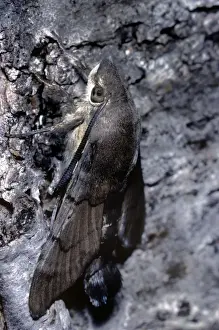 Hummingbird Hawk-moth